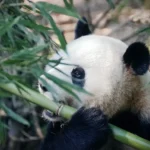 Funzioni di Python Pandas per analizzare le serie temporali