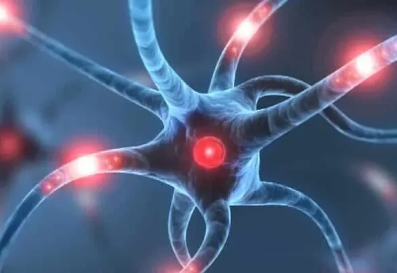 Come funziona un Neurone Umano